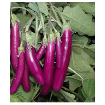 Brinjal (33)-2045792-19672.webp